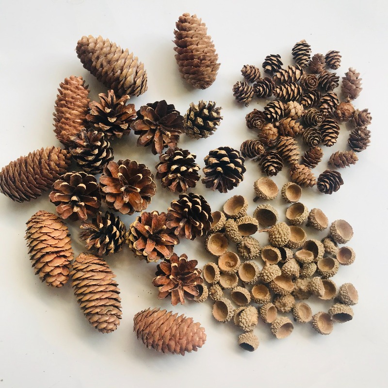 Natural Dried Pinecones Leaves - đánh giá và giá Photography Graduation